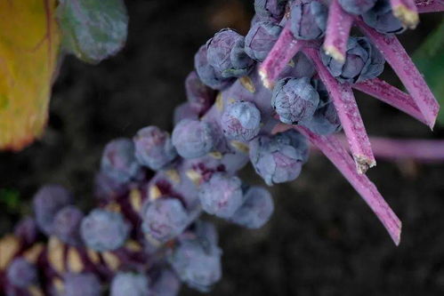 基因組編輯專利問題 技術(shù)咨詢視角下糧食未來的隱憂